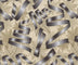 Christmas Silver Ribbons and Snowflakes on Cream 100% Cotton Fabric By the yard