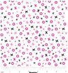 Valentine Hugs & Kisses on White 100% Cotton Price per Yard